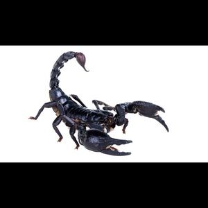 Meet your Posher, Akoniya